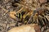 Gorytes planifrons